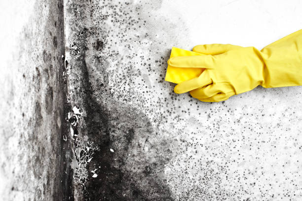 Best Real Estate Mold Inspection  in Perryville, AR