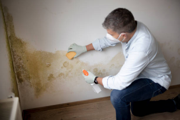 Best Asbestos and Lead Testing During Mold Inspection  in Perryville, AR