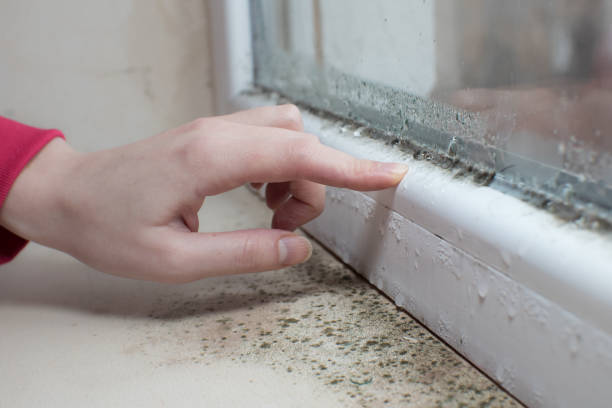 Best Basement Mold Removal  in Perryville, AR